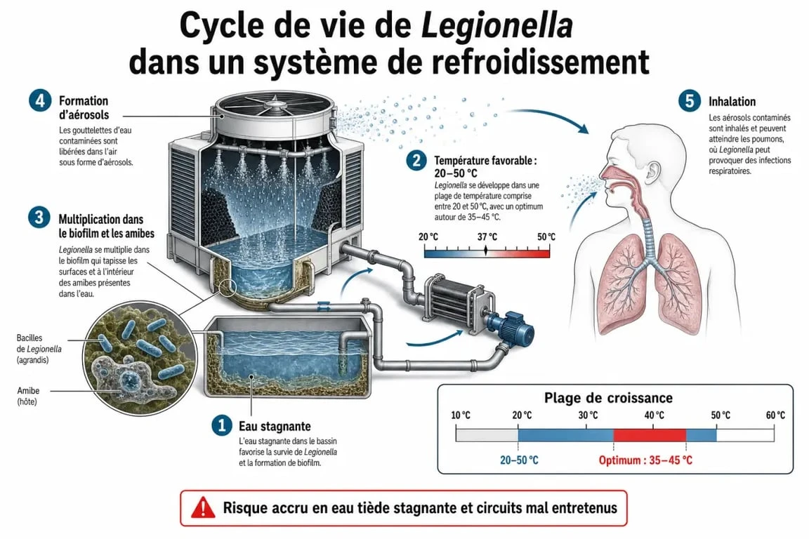 Schéma explicatif de la chaîne de contamination de la légionellose via les systèmes de climatisation et tours aéroréfrigérantes